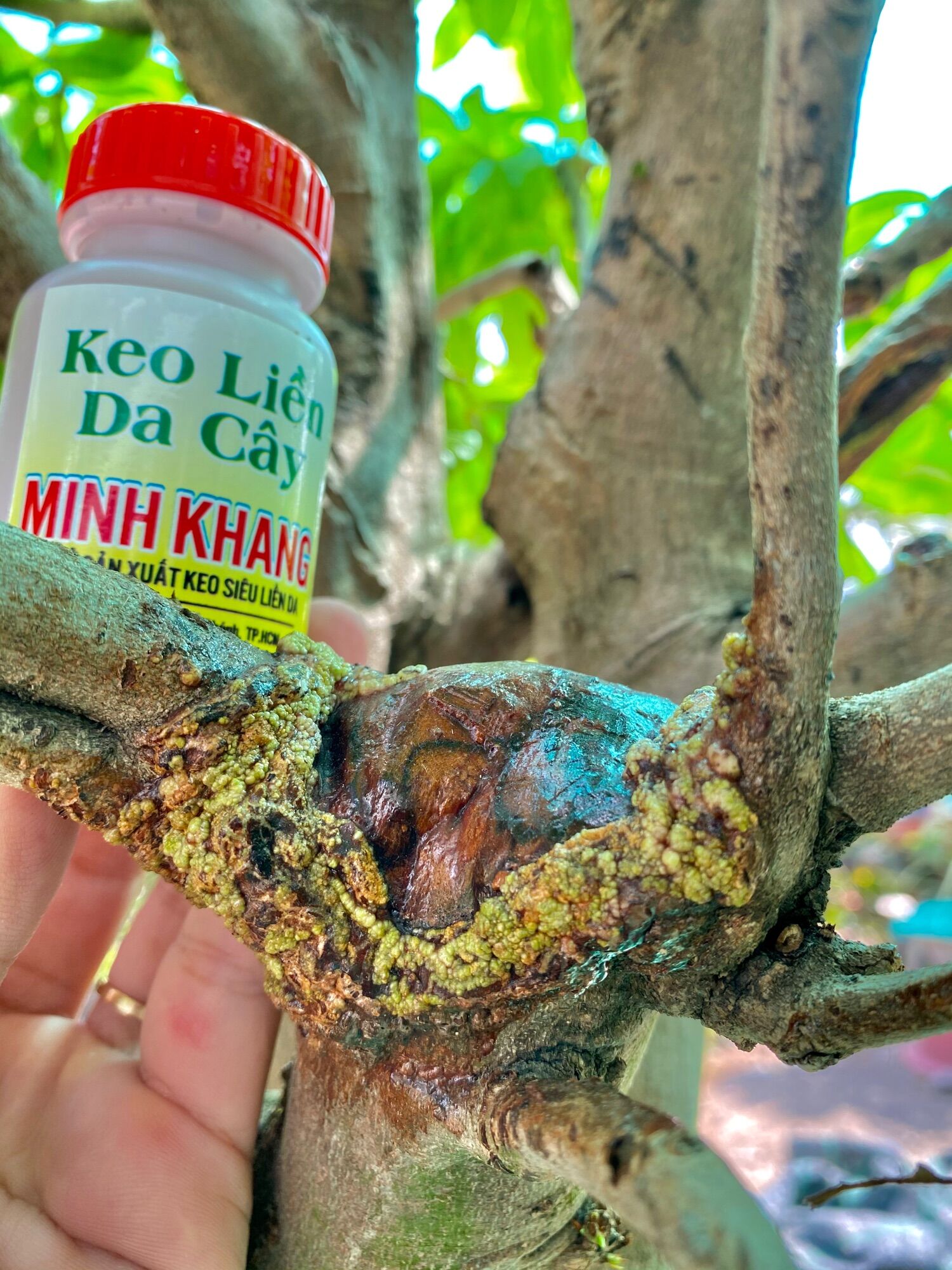 Keo Liền Da Cây Minh Khang