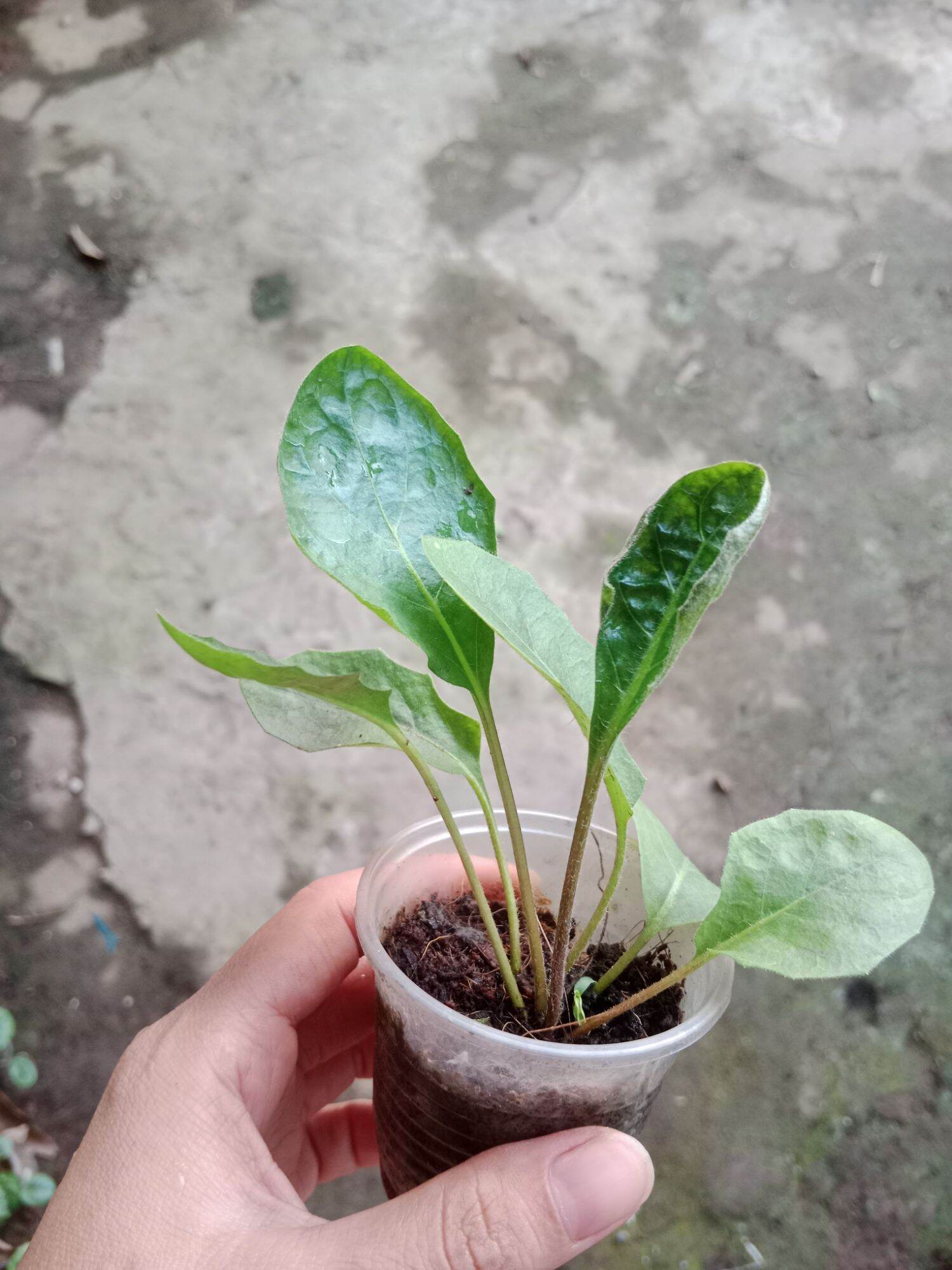 (Cây bé) CÚC ĐỒNG TIỀN HỒNG NHỤY ĐEN