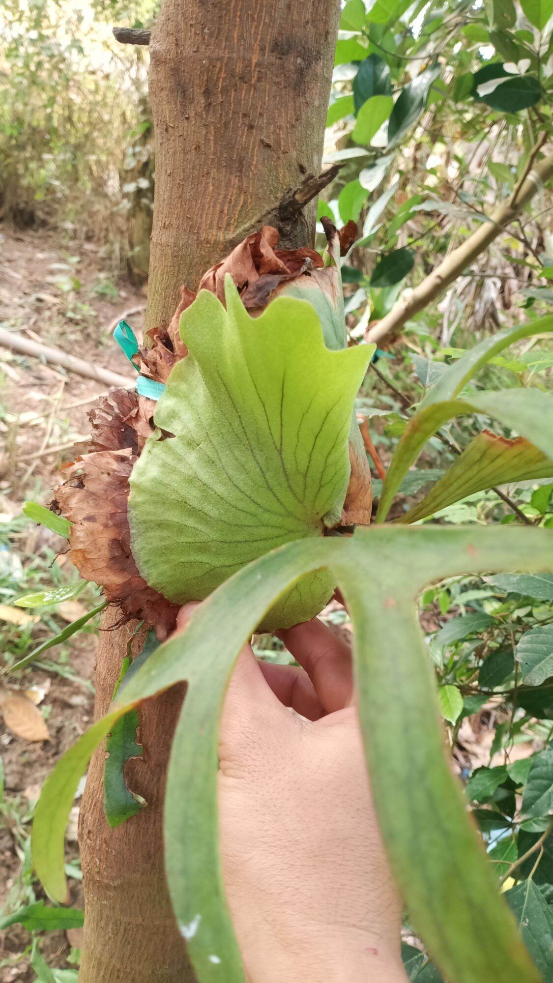 Cây ổ rồng