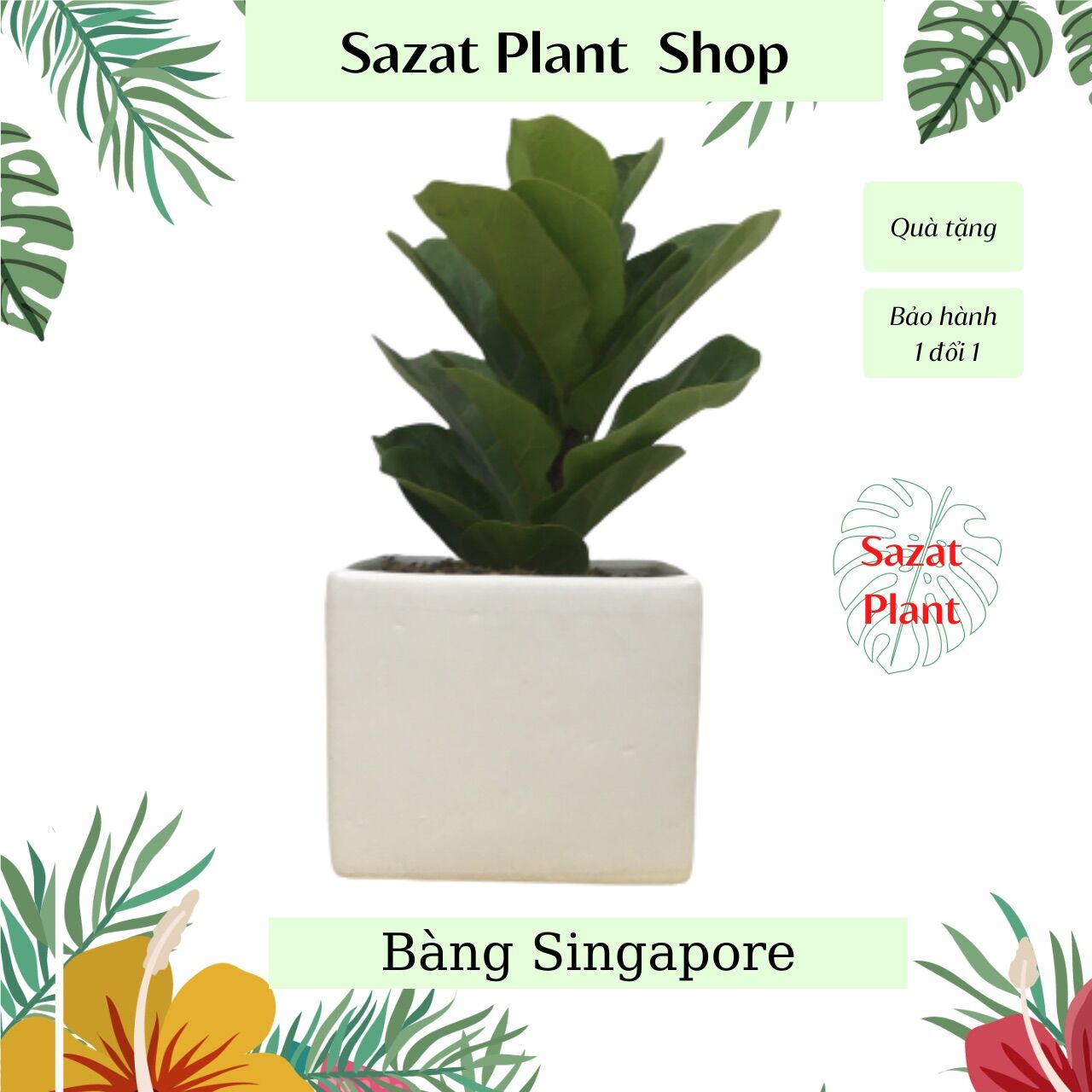 Cây Bàng Singapre cao 20-50cm, trồng trong nhà để bàn mini phong thuỷ  hút tài lọc, SaZat Plant.