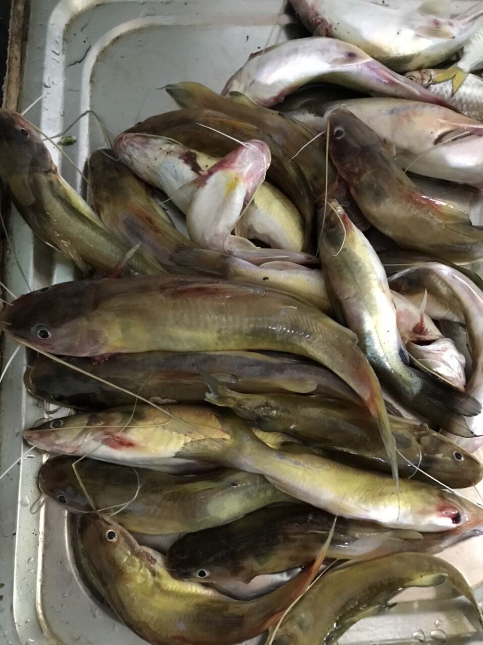 MỒI CÂU CÁ LĂNG NHÃN ĐEN THAILAND 200G
