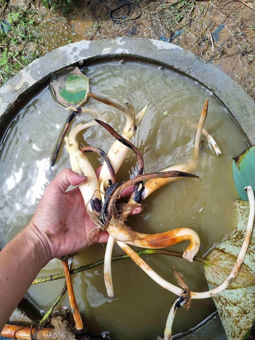 củ sen sunshine