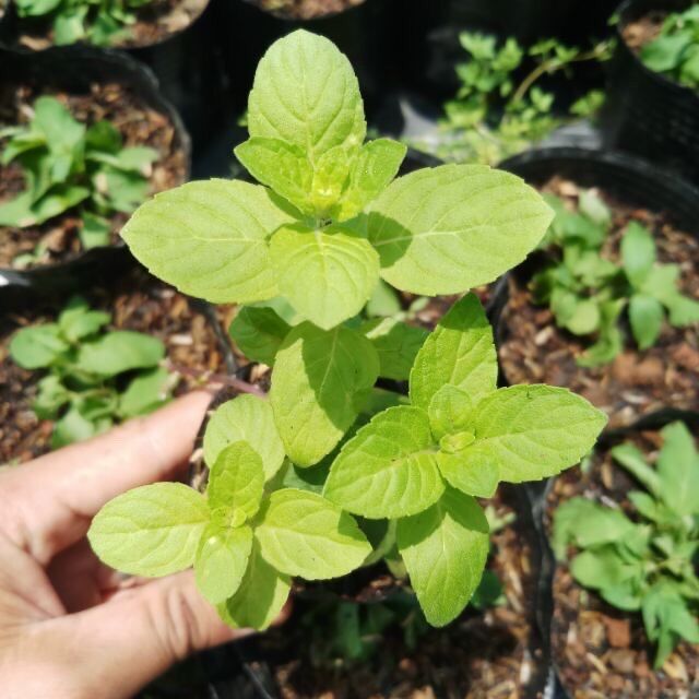Chậu Cây Bạc hà Âu ( Bạc hà Pháp ) - Spearmint - Hàm lượng tinh dầu cao - Cây có mùi thơm ưa nắng