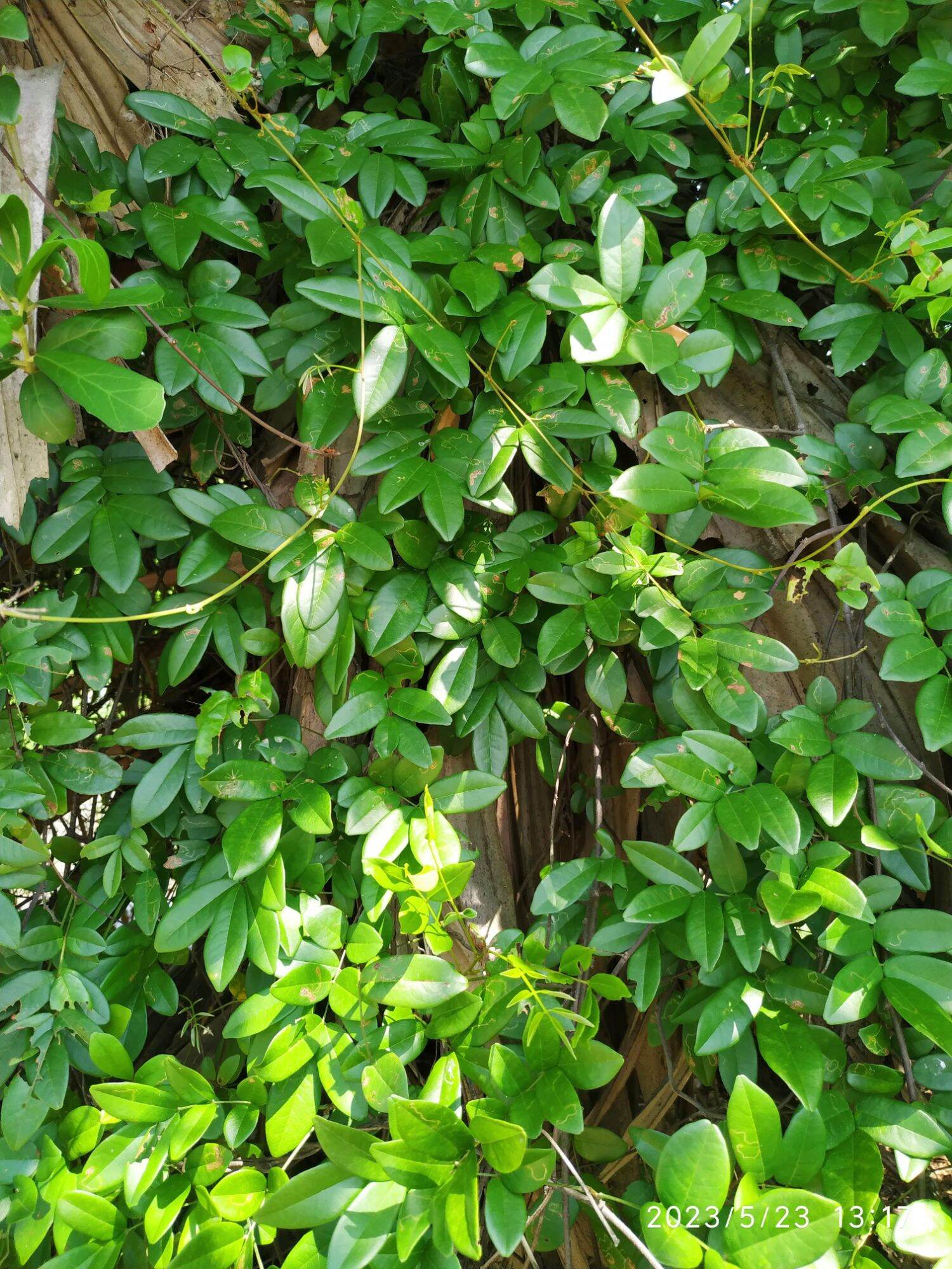 Dây cổ rùa tươi 1 ký