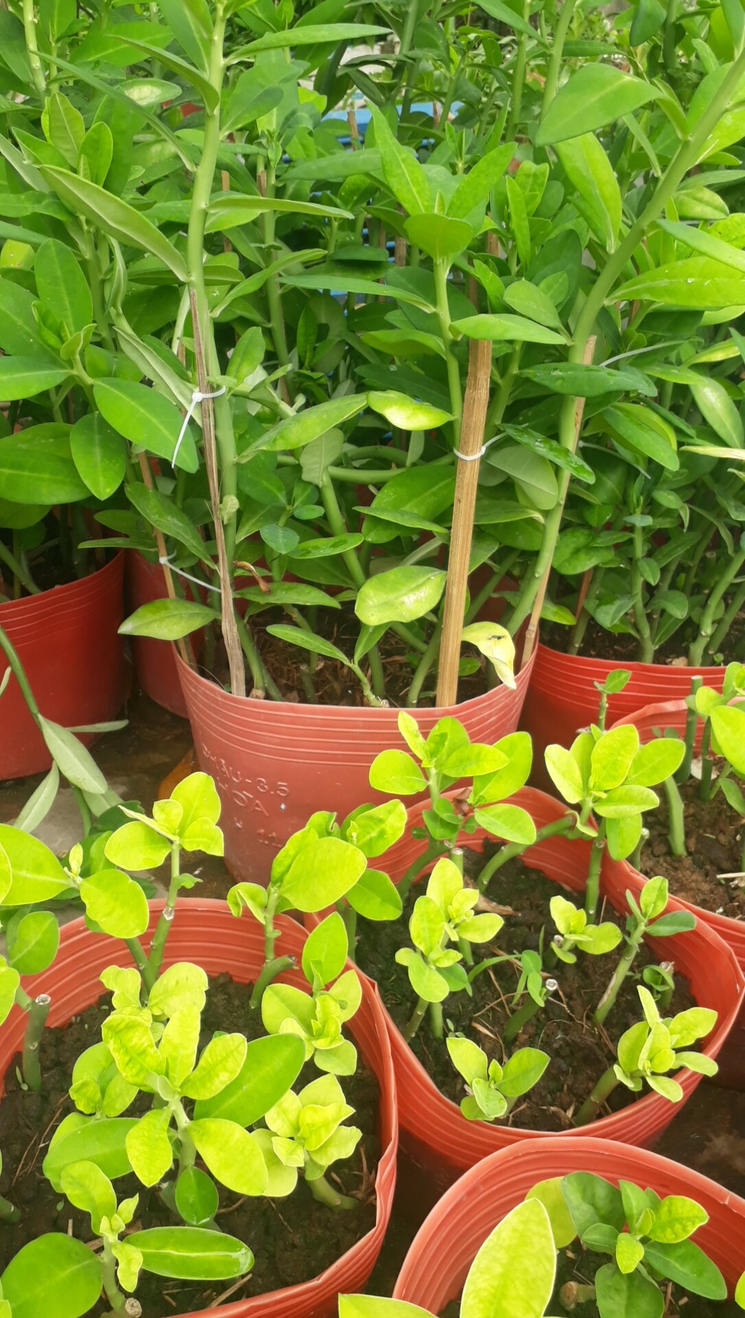 chậu10  cây thạch anh lớn