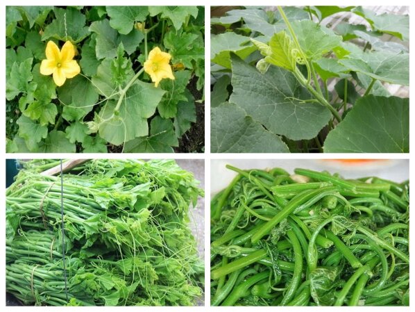Hạt giống bí đỏ siêu ngọn ( chỉ lấy ngọn) gói 20gr