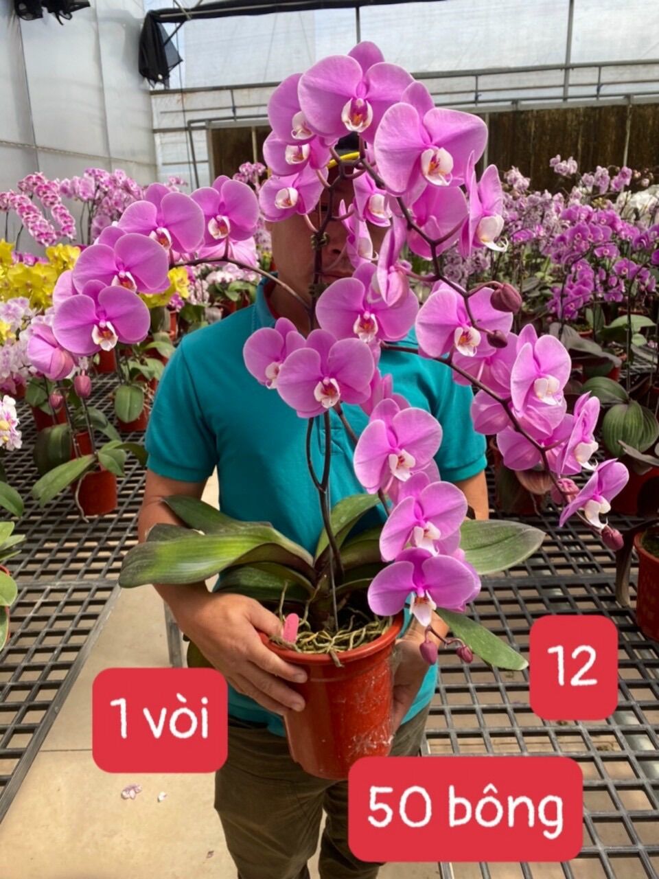 Lan Hồ Điệp Hoa Đại (Cây cắt cành) - Có 10 Màu hoa
