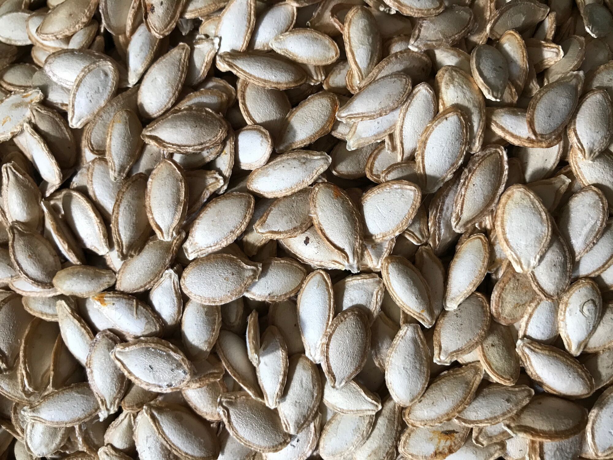 Hạt bí mèo Tây Bắc
