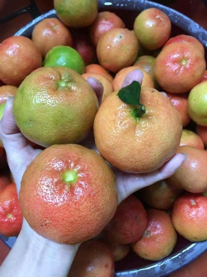 CHANH ĐÀO NGÂM MẬT ONG 1kg