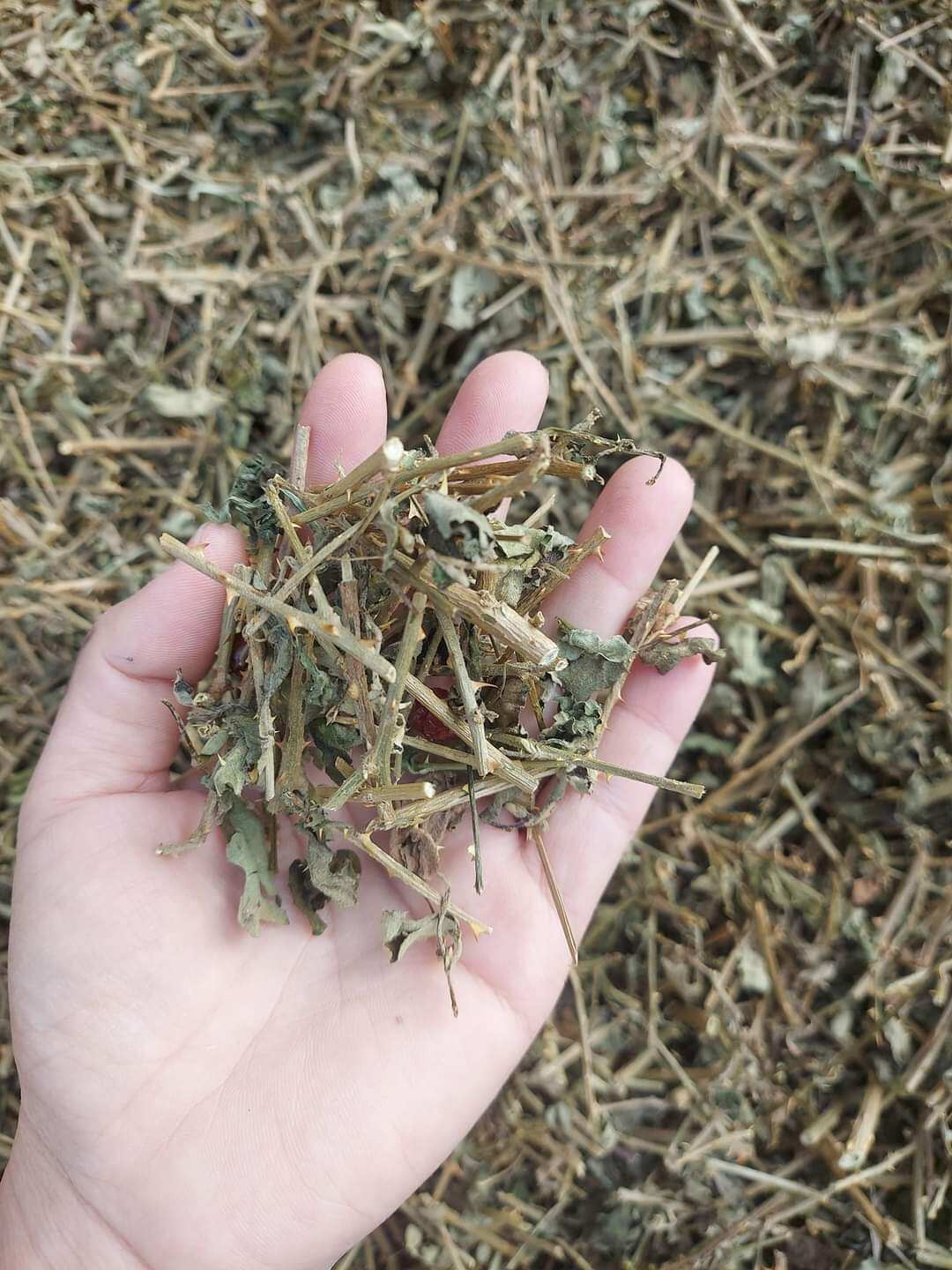 Cà gai leo, cà gai leo khô Hòa Bình ( 1Kg) mát gan