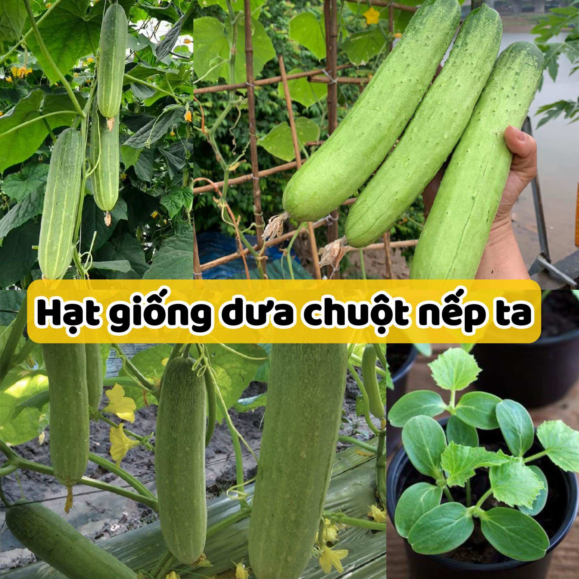 Hạt giống Dưa chuột nếp ta- Giòn Ngọt, Trồng Quanh Năm