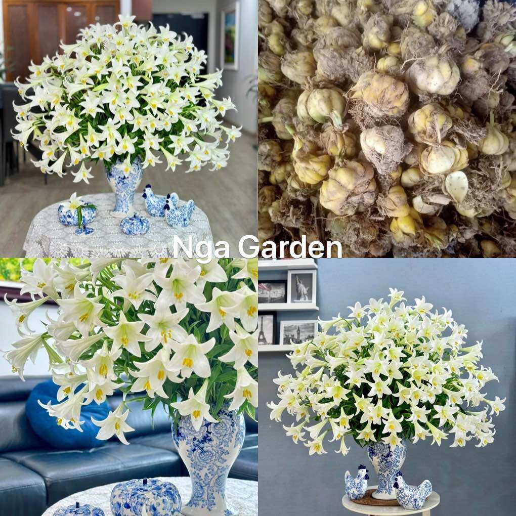 10 củ hoa loa kèn trắng hoa huệ tây tháng tư