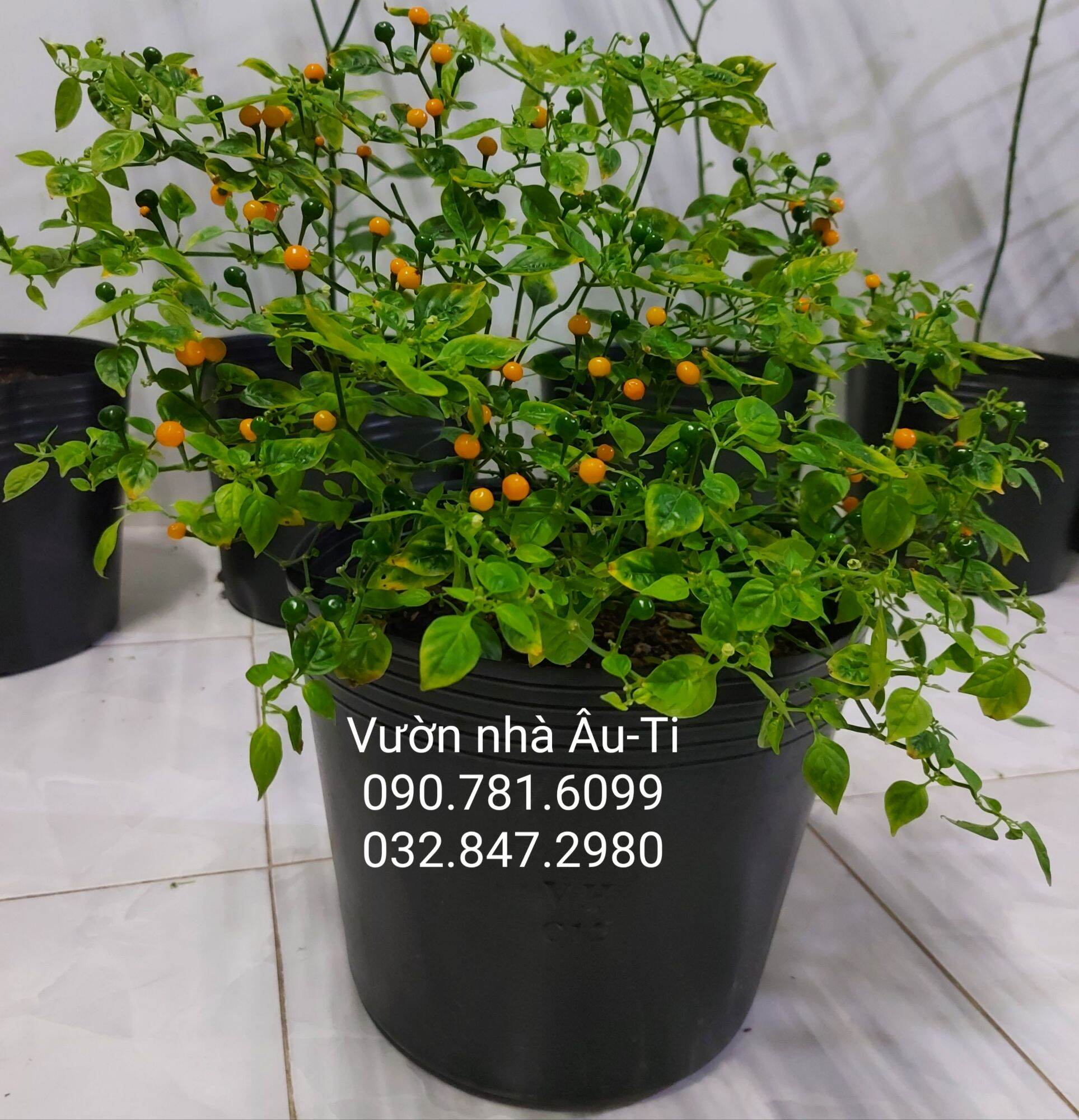 Cây ớt Peru Charapita ( 5 TẶNG 1 ), ớt đắt nhất thế giới