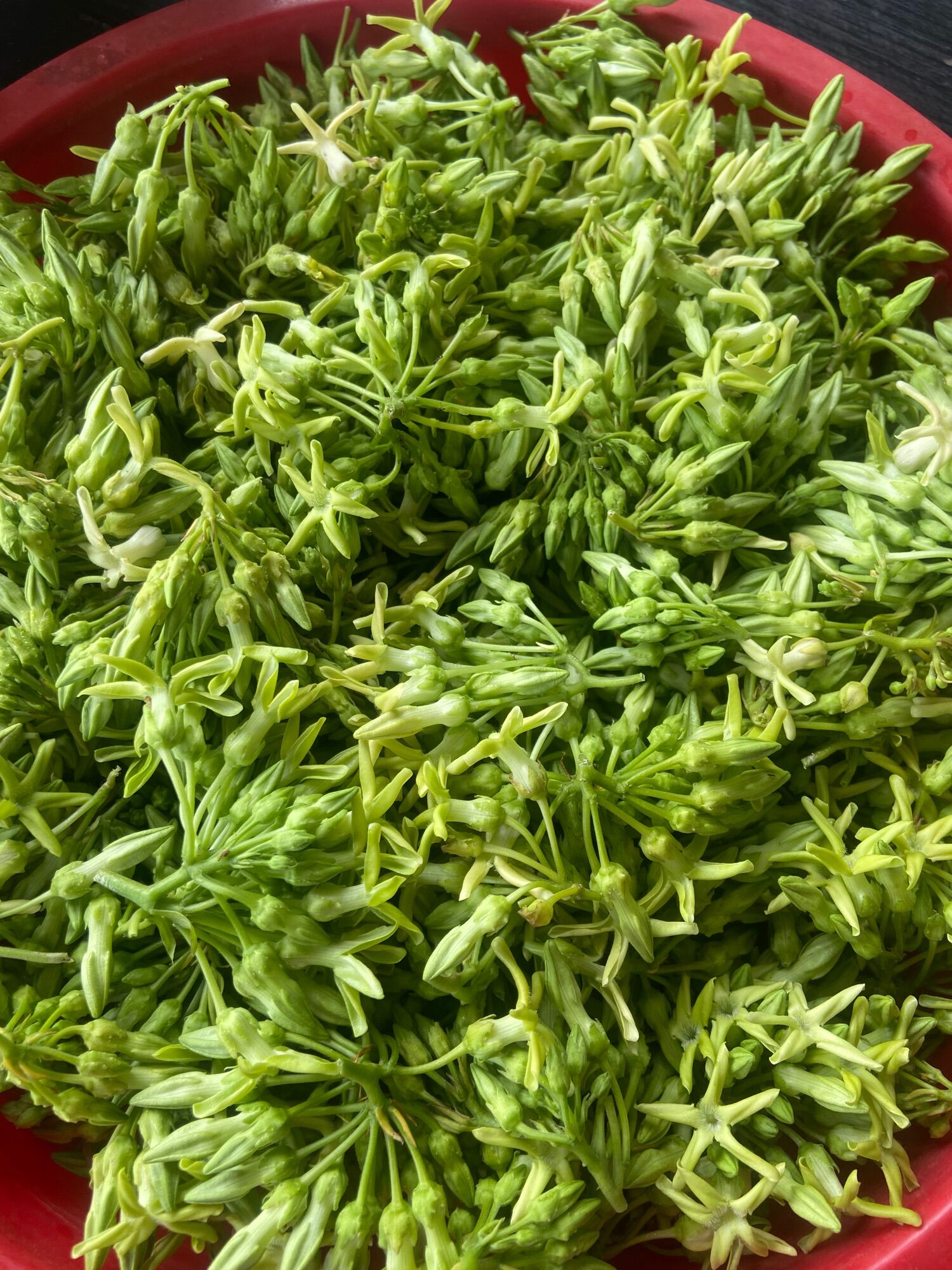 Cây giống Hoa thiên lý