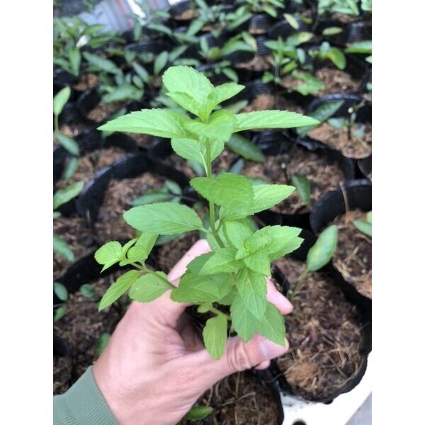Cây Bạc Hà Nhật 🌿 ( JAPANESE MINT 🪴)