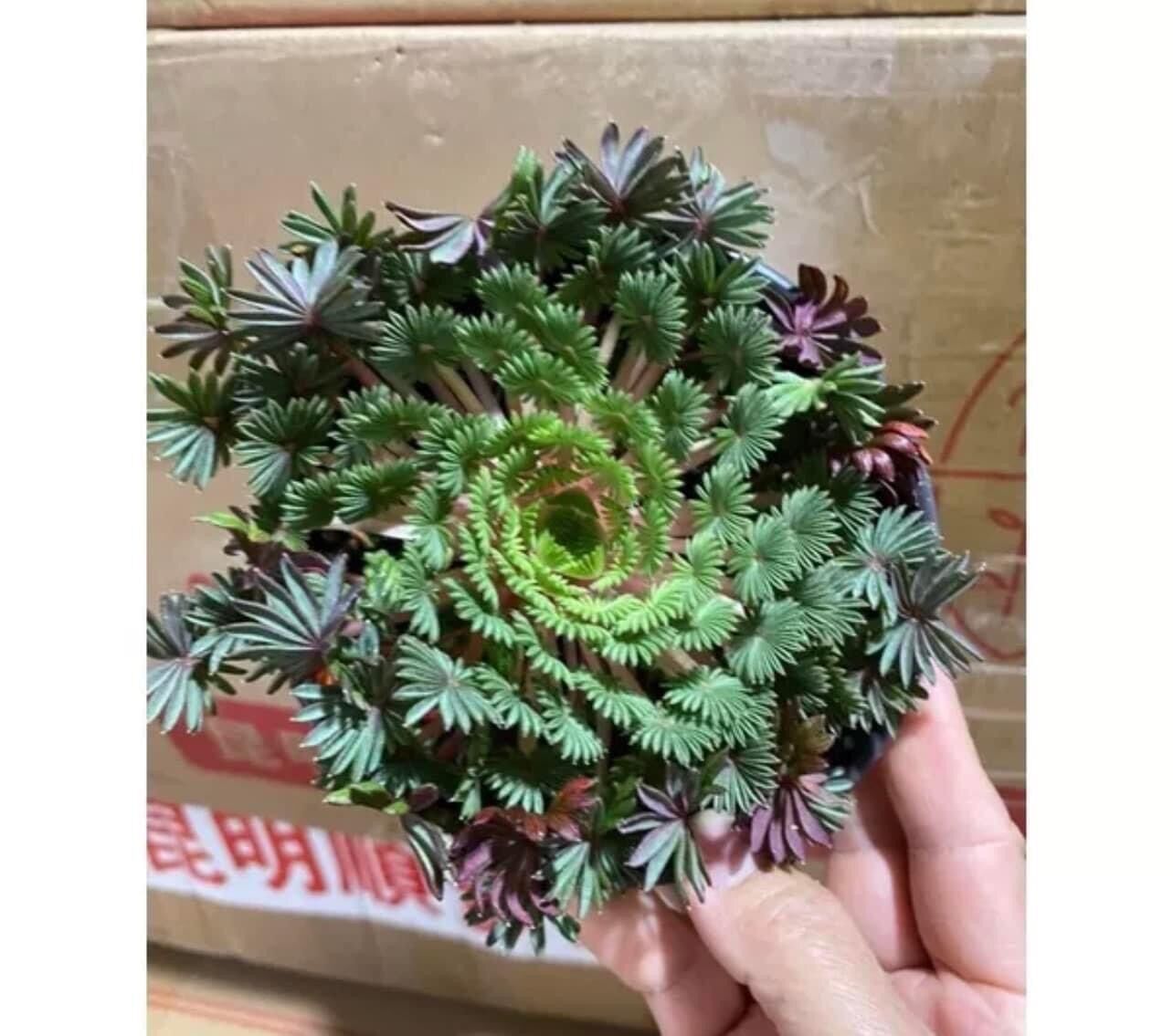 Củ oxalis cọ
