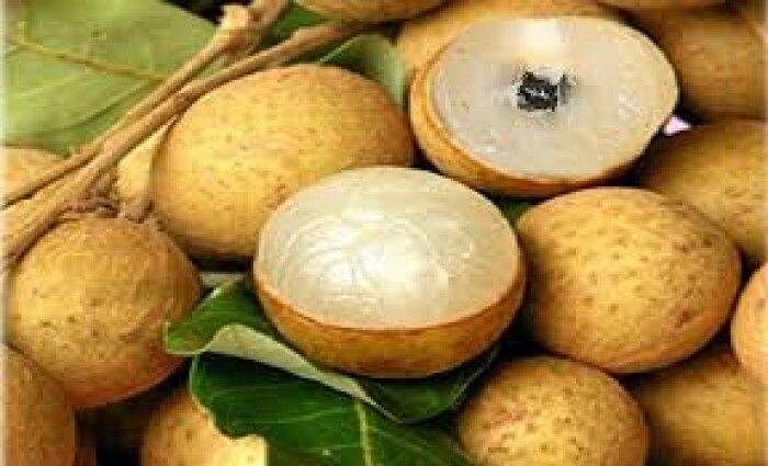 CÂY GIỐNG NHÃN LÙN KHÔNG HẠT SIÊU SỚM