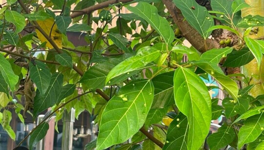 Lá sung sạch nhà trồng ogranic