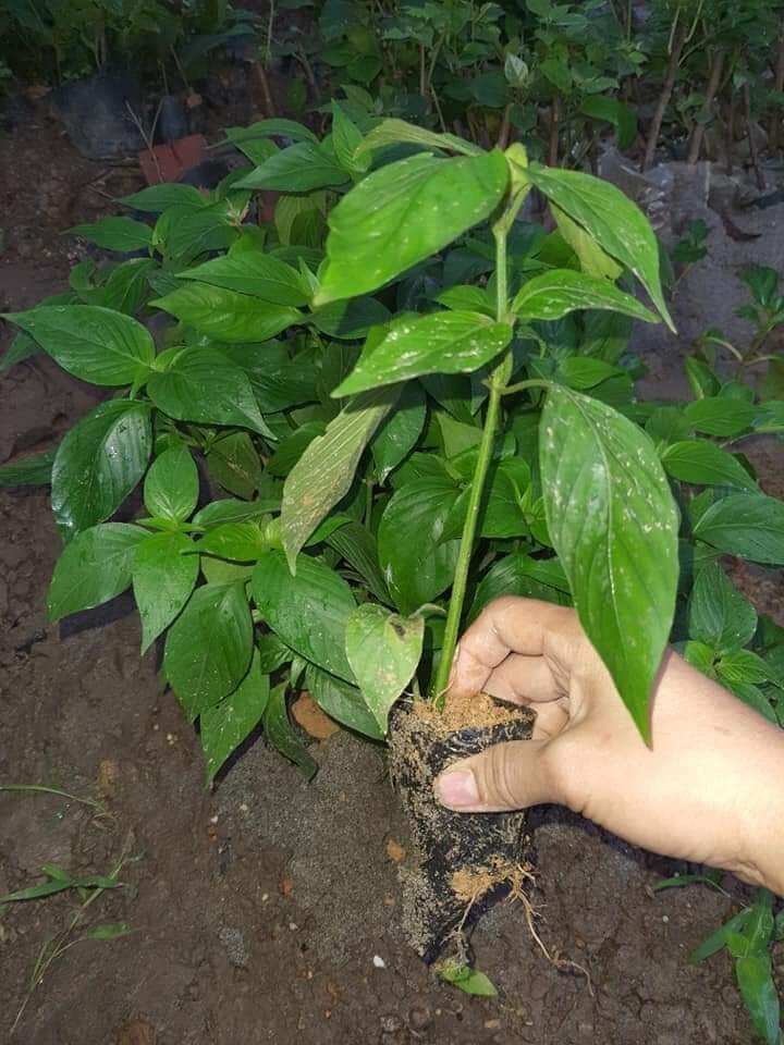 Cây lá cẩm màu tím