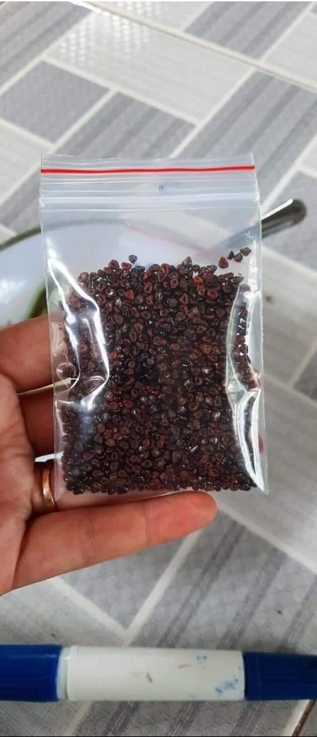 Xương rồng aster Super kabuto 100hạt