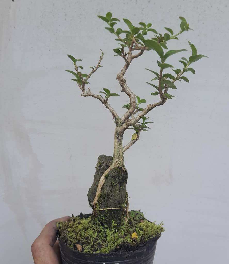 Sam hương ôm đá bonsai mini