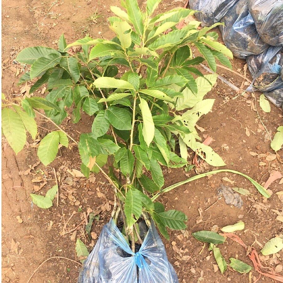 2 Cây Giống Hạt Dẻ Trùng Khánh, Hạt Dẻ cao 70cm, cây hạt dẻ