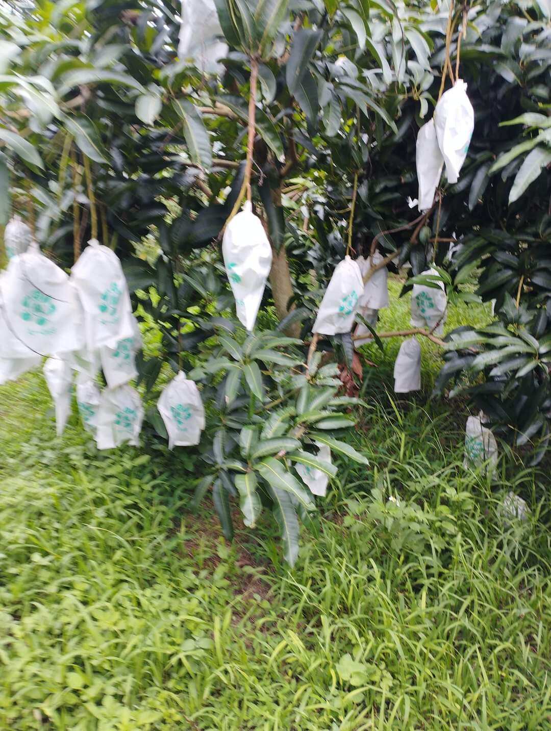 Túi giấy bọc xoài chống thấm nước 50 cái