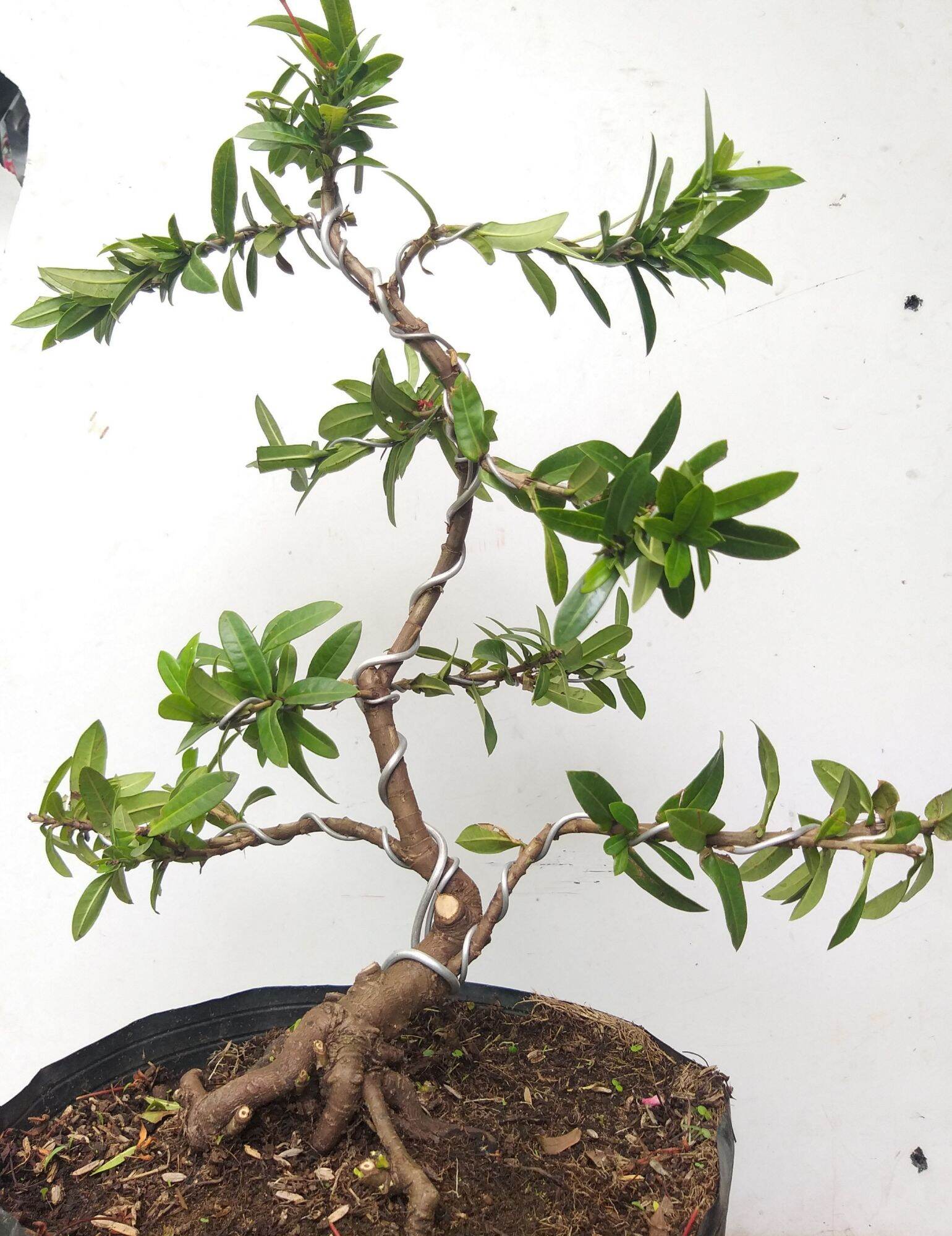 [HCM]Trang đỏ mini bonsai dáng đẹp