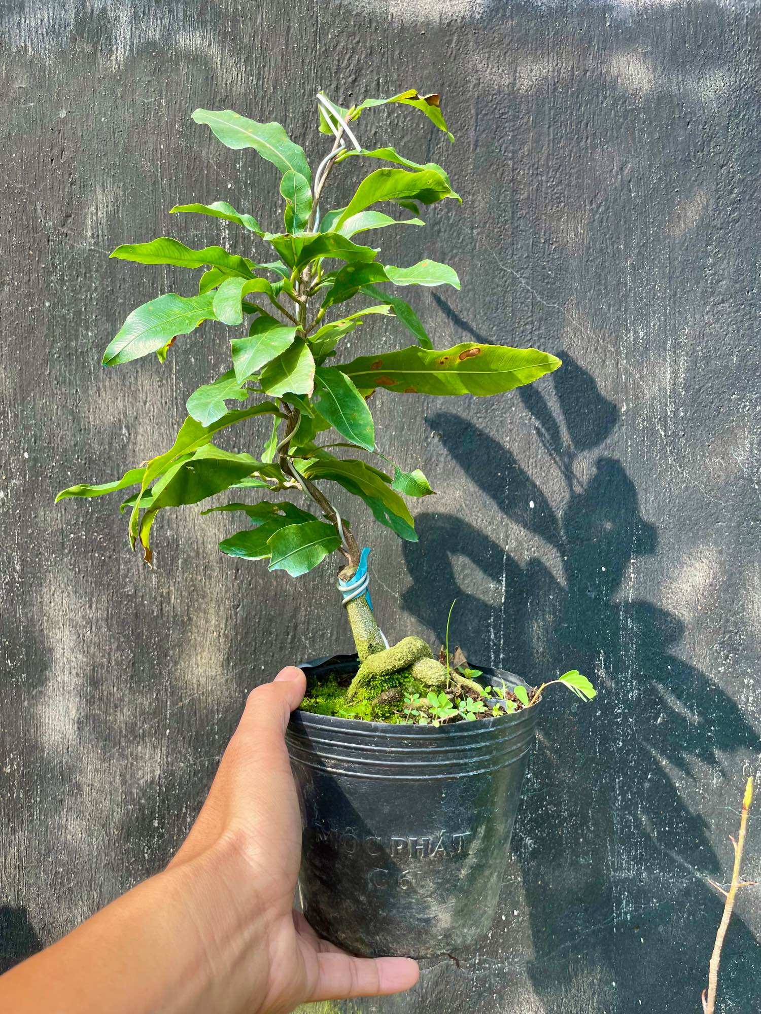 Mai giảo SIÊU BÔNG SÀI GÒN (bảo hành giống trọn đời)
