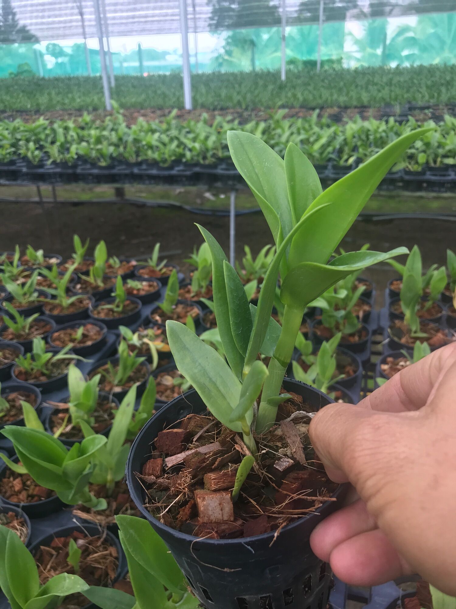 Denro Hoa Thơm Bà Liễu và Pensoda