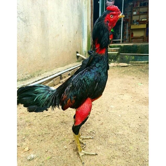 Gà thú bông 3d tập lực cho gà đá - gà tập lực 6 🐓