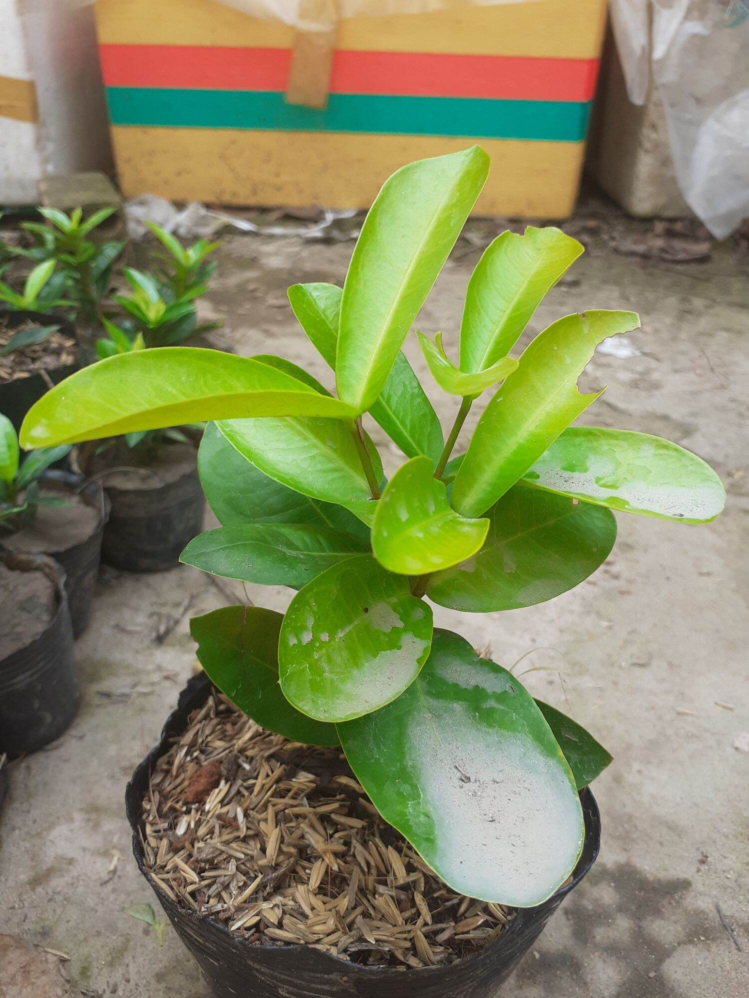 Cây giống trang tím sen Vĩnh Châu (cây ảnh cuối)