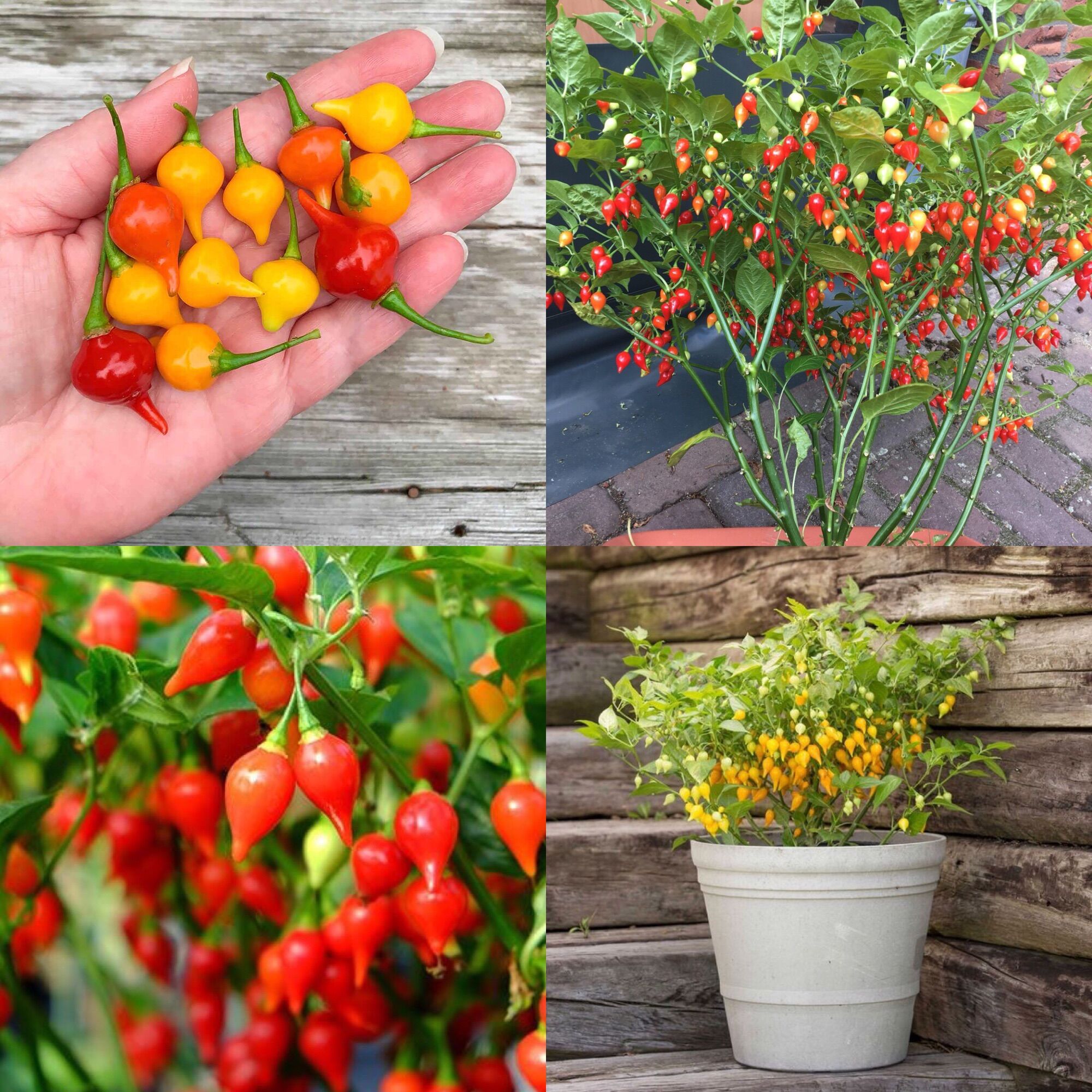 HẠT GIỐNG ỚT MỎ CHIM ( ớt trái tim) HÀNG MỸ GÓI 15 HẠT