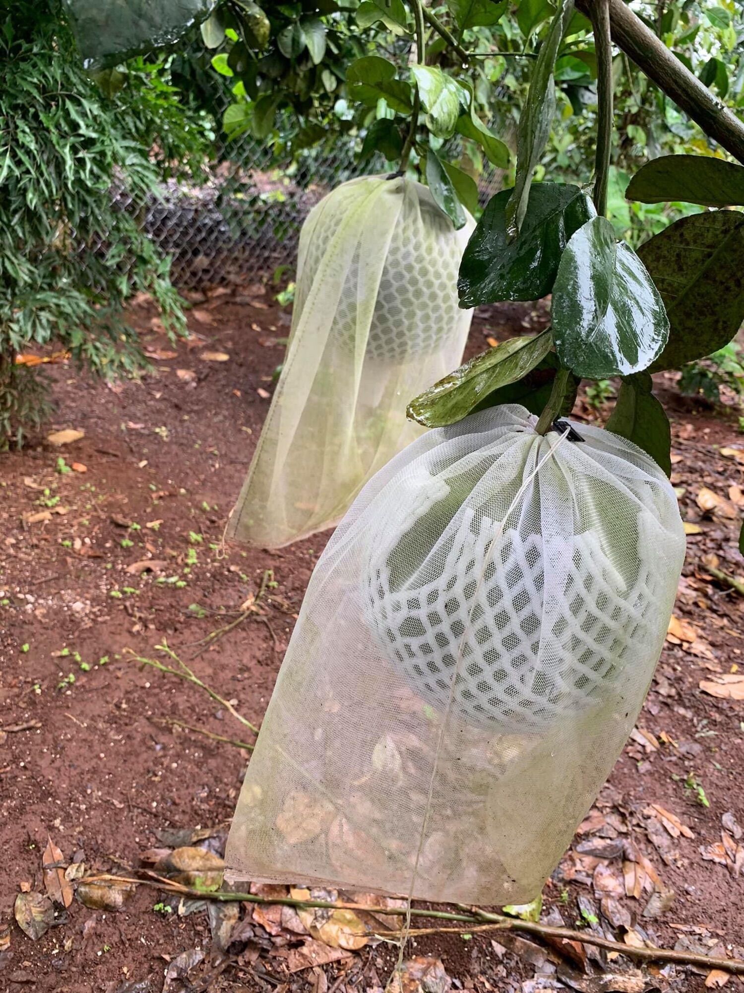 10 túi bọc bưởi 30x40cm + xốp