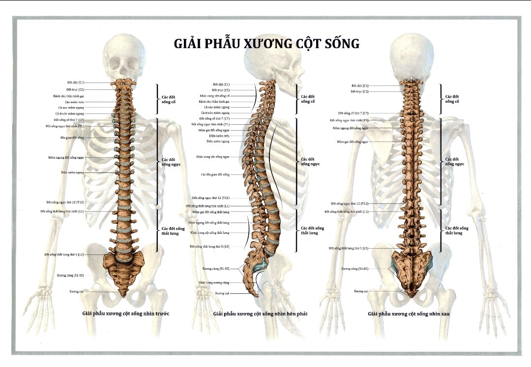 Tranh giải phẫu tổng hợp