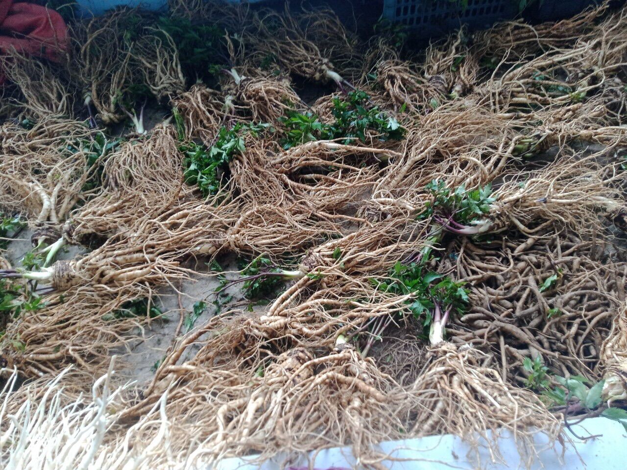 Sâm đương quy tươi Tây Bắc( combo 3kg=150k)