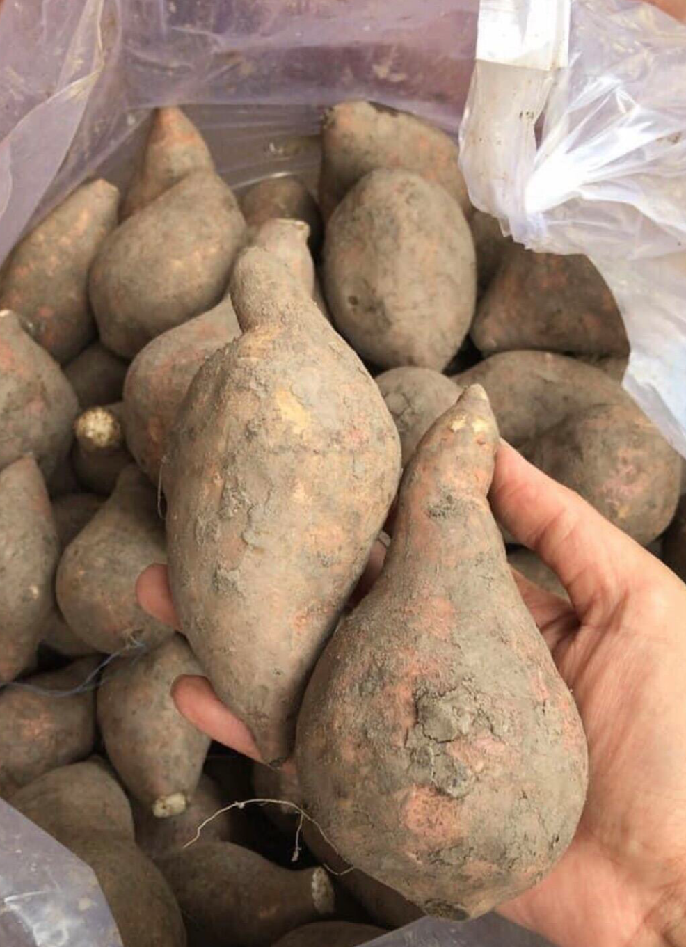 2kg khoai lang sữa LOẠI TO