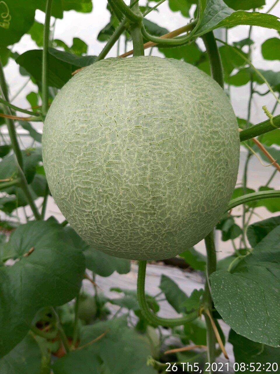 PHÂN HỮU CƠ TRỒNG CÂY, TRỒNG RAU, HOA 1kg
