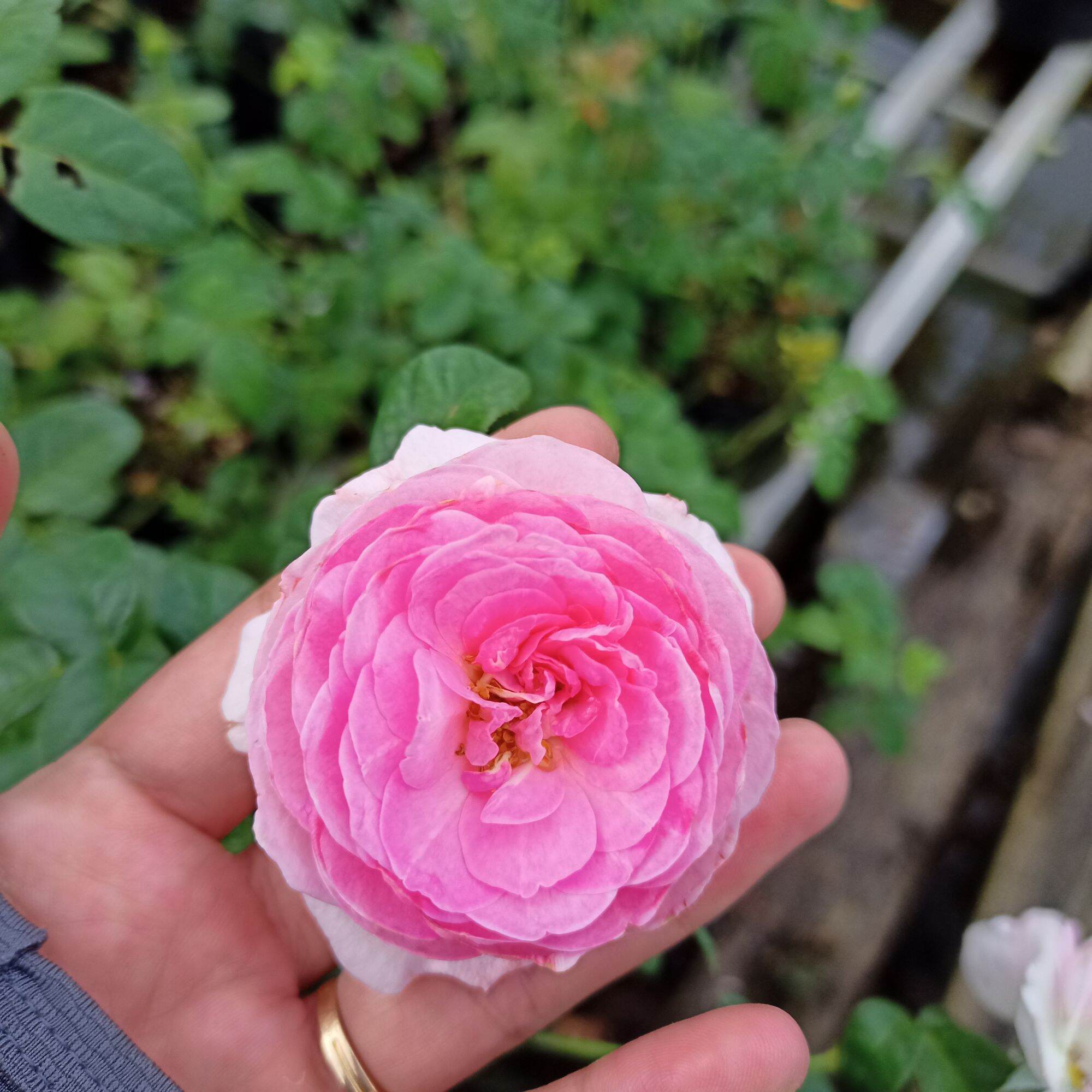 Hoa hồng mon coeur cây cao từ 50cm