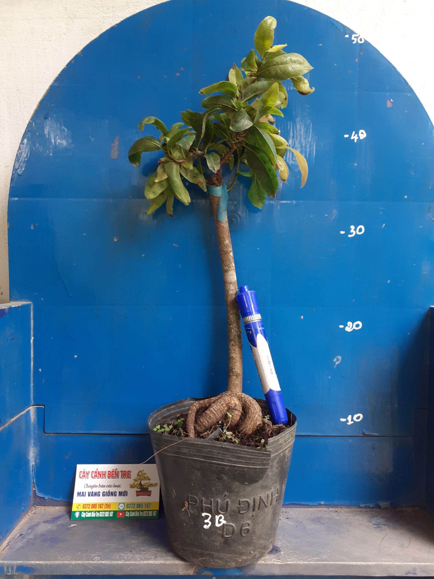 Mai Giảo tự xoắn