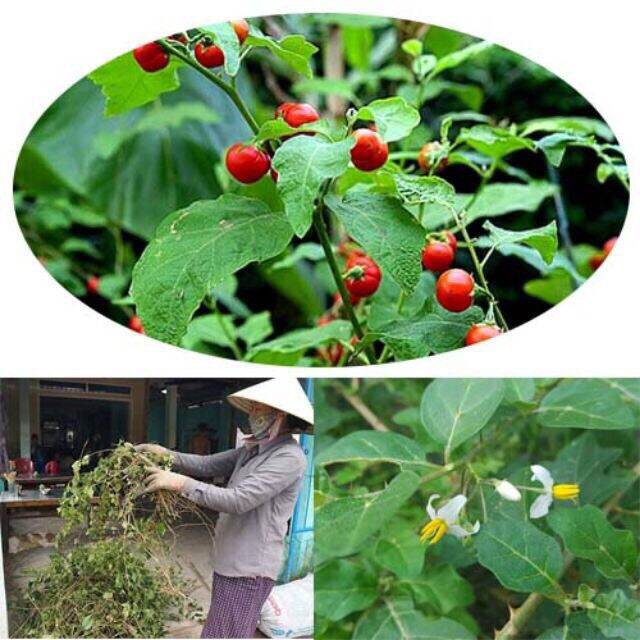 500gr cà gai leo hoà bình hỗ trợ về gan.