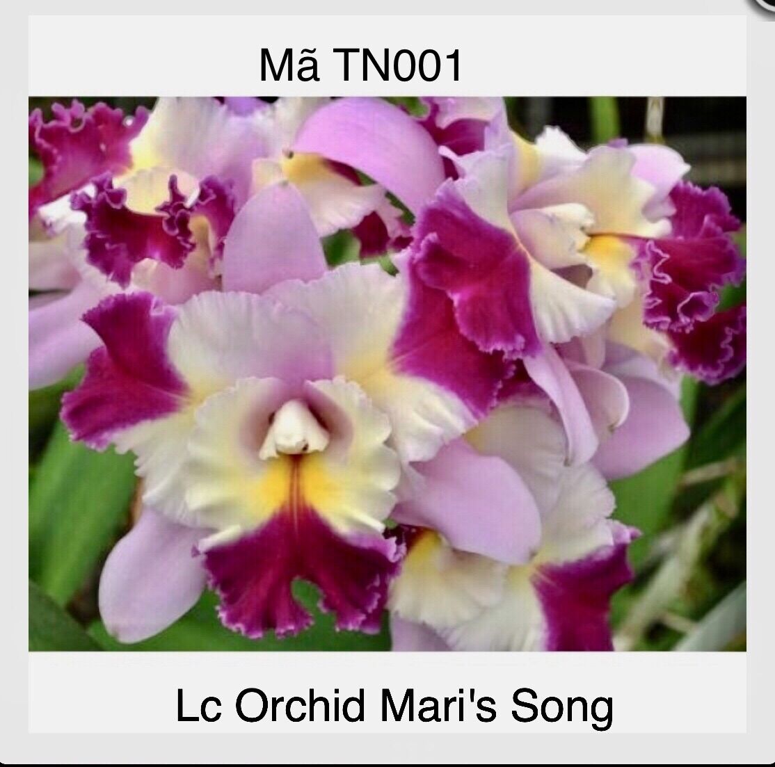 Tnx01 - hoa lan cattleya màu trắng tím - cây con