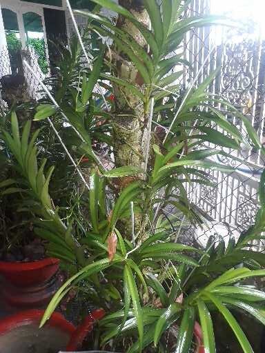5 cây giống lan Mokara cao 15-20cm nhiều màu đỏ vàng tím hồng cam ngoài trời & sân vườn đồ dùng làm vườn cây cảnh hạt giống củ giống