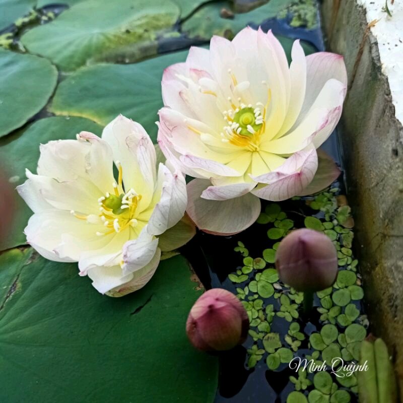 Củ sen siêu mini Rosy dot