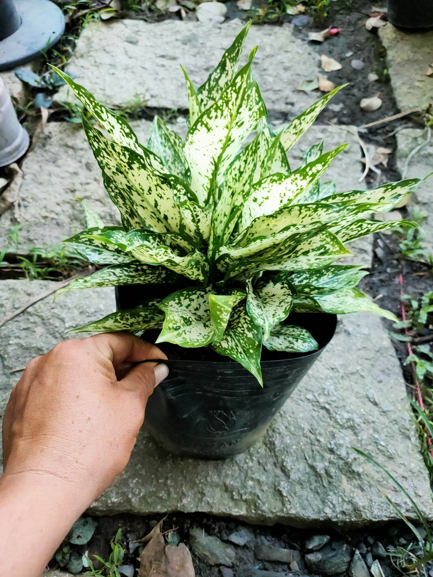 Cây Ngọc Ngân (cây phong thủy để bàn trang trí trong nhà)