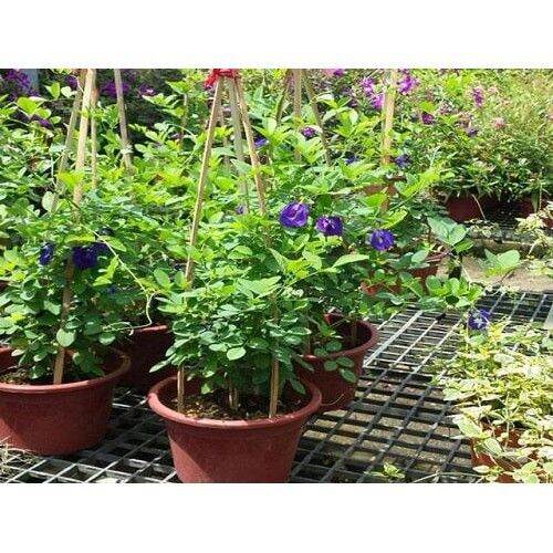 Hạt giống hoa đậu biếc 2gr (40 hạt)