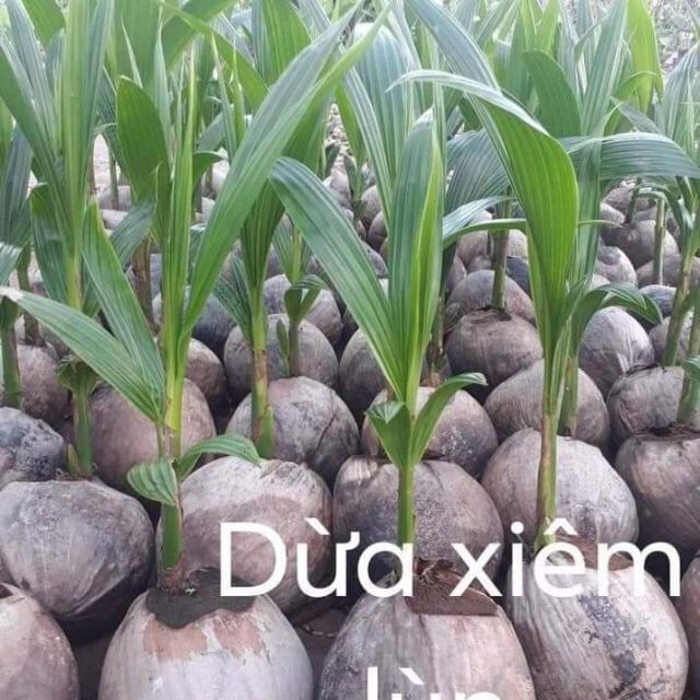 Cây giống dừa xiêm lùn trái sai 1 cây
