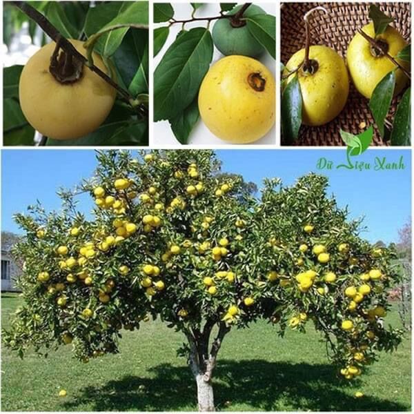 Cây giống thị lùn siêu trái