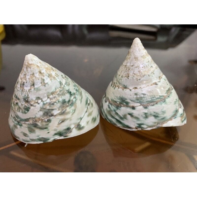 ỐC TU HÚ XANH