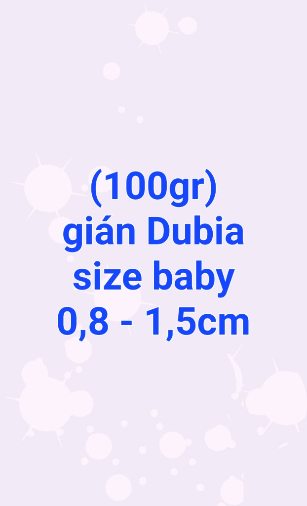 (100gr) gián Dubia size baby 08cm đến 15cm. Quý khách nhớ lấy Freeship Max để được giảm ship.